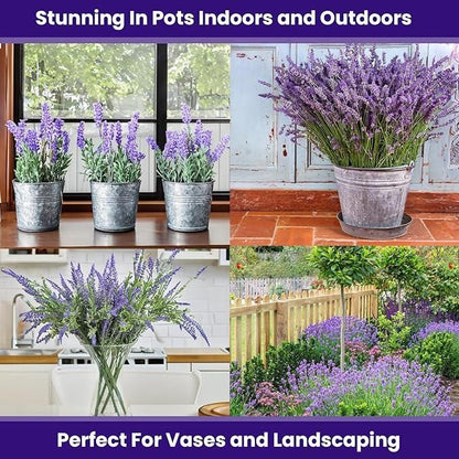 Lavender Seeds for Planting – Fragrant Blooms for Garden, Balcony & Home Décor (350 gm)