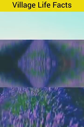 Lavender Seeds for Planting – Fragrant Blooms for Garden, Balcony & Home Décor (350 gm)